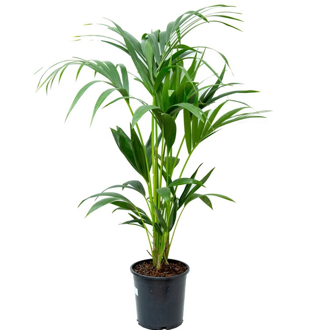 کنتیا   نخل بهشتی